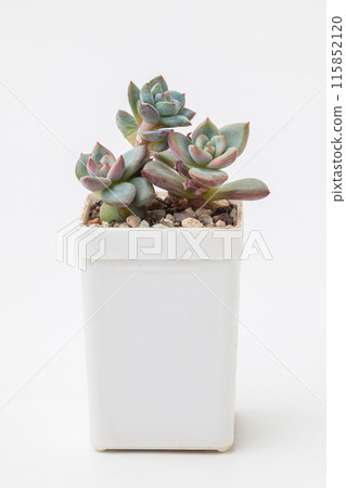 Succulent propagation. Succulent houseplant on white background 115852120