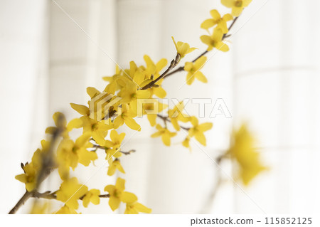 Yellow Forsythia flower 115852125