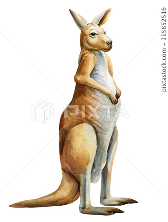 kangaroo Australian animal watercolor isolated on white background, realistic drawing cute animals. Australian kangaroo 115852516