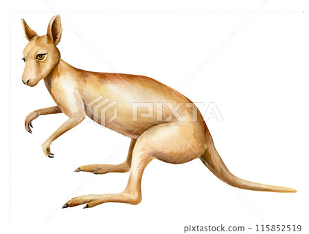 kangaroo Australian animal watercolor isolated on white background, realistic drawing cute animals. Australian kangaroo 115852519