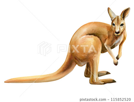 kangaroo Australian animal watercolor isolated on white background, realistic drawing cute animals. Australian kangaroo kangaroo Australian animal watercolor isolated on white background, realistic drawing cute animals. Australian kangaroo 115852520