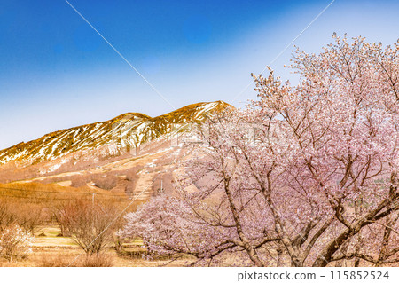 Akita Komagatake and Wild cherry tree 115852524