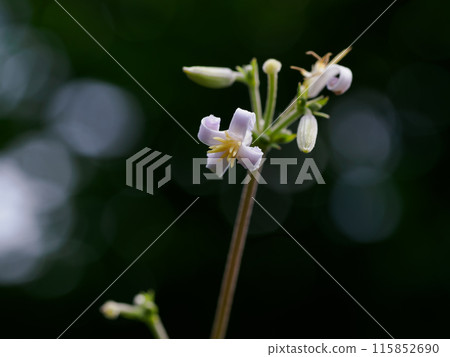 Kusabotan blooming in a Japanese forest in summer 115852690