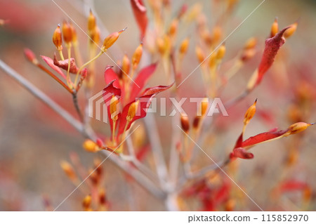 Daeda Dunziae Daeda Dunziae 115852970