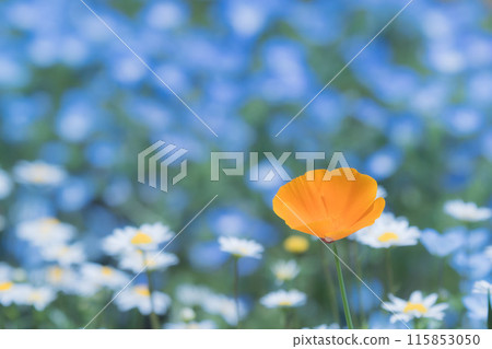 黃瓜和花 115853050