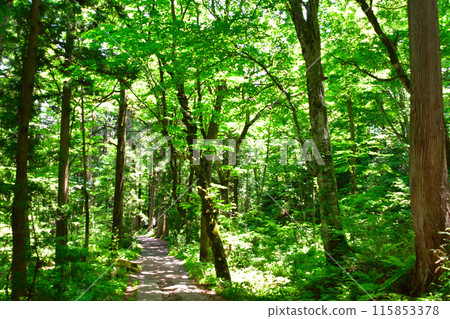 Fresh green forest 115853378