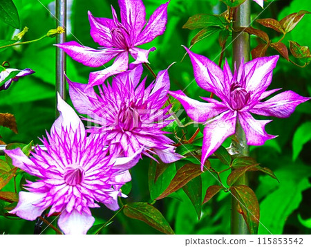 Clematis Clematis 115853542