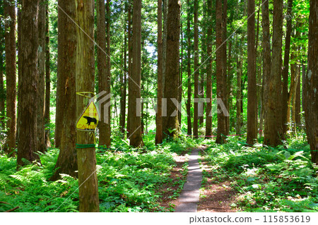 Bear appearance attention Bear appearance attention 115853619