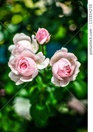 A cute pink rose that stands out among the greenery 115854258