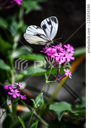 Butterflies Stuck in a Pink Flower 115854266