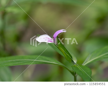 Summer field and mountain flowers 115854551