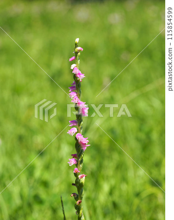 Spiranthes sinensis Spiranthes sinensis 115854599
