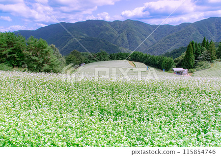 Buckwheat fields in Shimagamine 115854746
