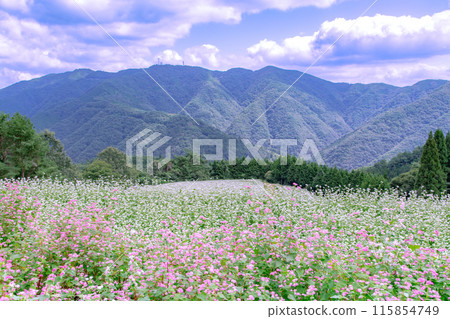 Buckwheat fields in Shimagamine 115854749