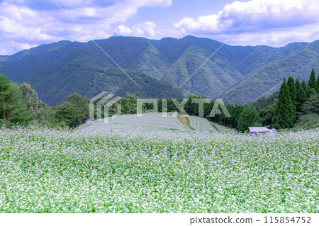 Buckwheat fields in Shimagamine Buckwheat fields in Shimagamine 115854752