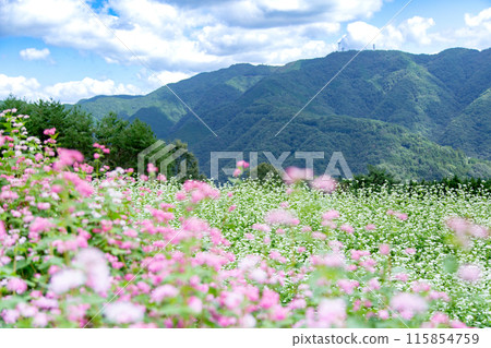 Buckwheat fields in Shimagamine Buckwheat fields in Shimagamine 115854759