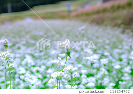 Buckwheat fields in Shimagamine Buckwheat fields in Shimagamine 115854762