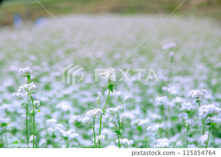Buckwheat fields in Shimagamine Buckwheat fields in Shimagamine 115854764