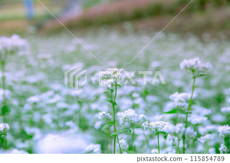 Buckwheat fields in Shimagamine Buckwheat fields in Shimagamine 115854789