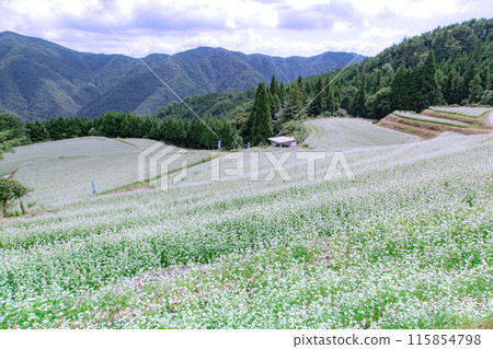 島峰蕎麥田 115854798