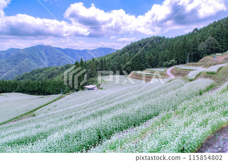 島峰蕎麥田 115854802