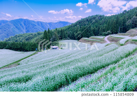 Buckwheat fields in Shimagamine Buckwheat fields in Shimagamine 115854809