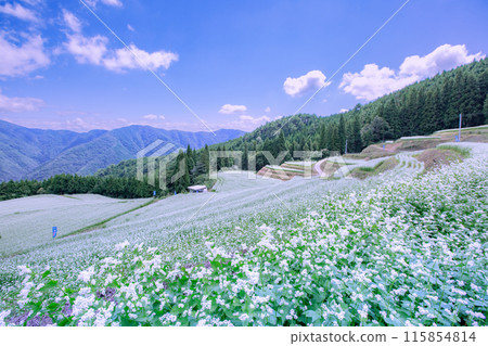 Buckwheat fields in Shimagamine Buckwheat fields in Shimagamine 115854814