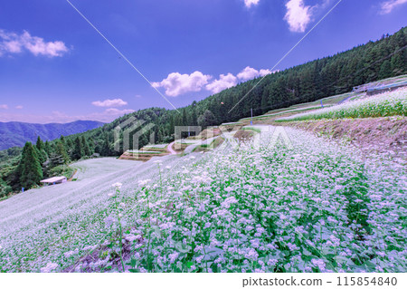 Buckwheat fields in Shimagamine Buckwheat fields in Shimagamine 115854840