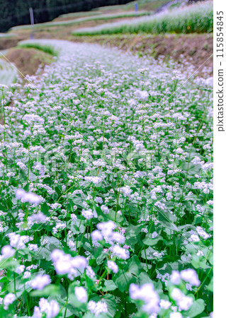 Buckwheat fields in Shimagamine Buckwheat fields in Shimagamine 115854845
