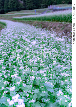 Buckwheat fields in Shimagamine Buckwheat fields in Shimagamine 115854847