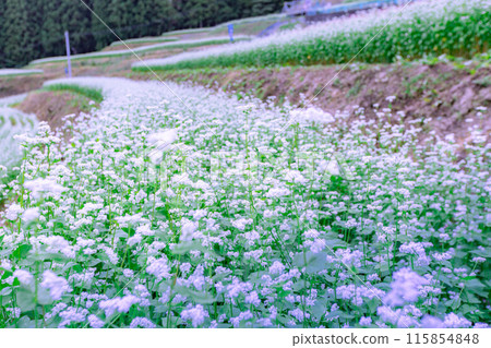 Buckwheat fields in Shimagamine Buckwheat fields in Shimagamine 115854848