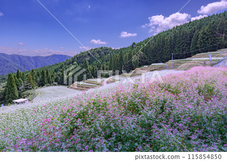 Buckwheat fields in Shimagamine Buckwheat fields in Shimagamine 115854850