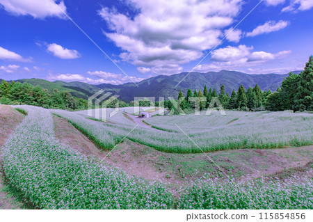 Buckwheat fields in Shimagamine Buckwheat fields in Shimagamine 115854856