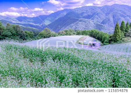 Buckwheat fields in Shimagamine Buckwheat fields in Shimagamine 115854876