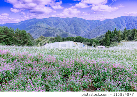 Buckwheat fields in Shimagamine Buckwheat fields in Shimagamine 115854877