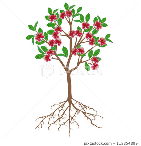 Flowering feijoa tree with roots on a white background. 115854899