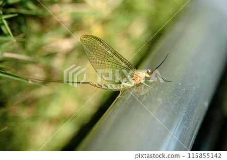 A two-striped mayfly larva on a fishing rod A two-striped mayfly larva on a fishing rod 115855142