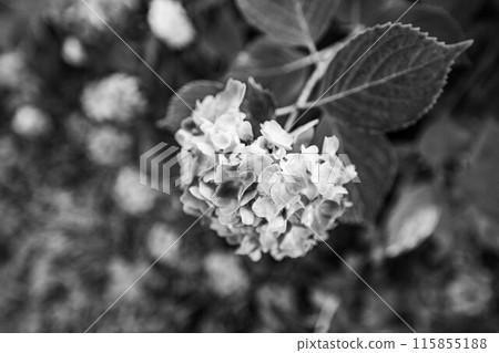 The hydrangeas are beautiful The hydrangeas are beautiful 115855188