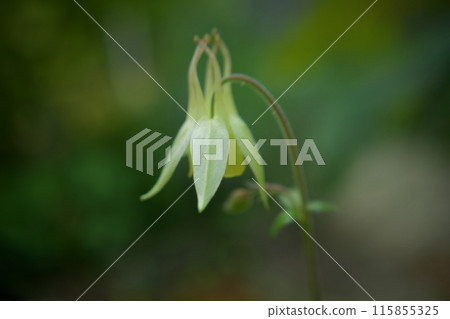 The flower language of the secretly blooming yellow columbine, "Shizunowodamaki," is "cooperation" and "watching over you from afar." The flower language of the secretly blooming yellow columbine, "Shizunowodamaki," is "cooperation" and "watching over you from afar." 115855325