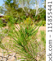pine tree in the spring 115855441