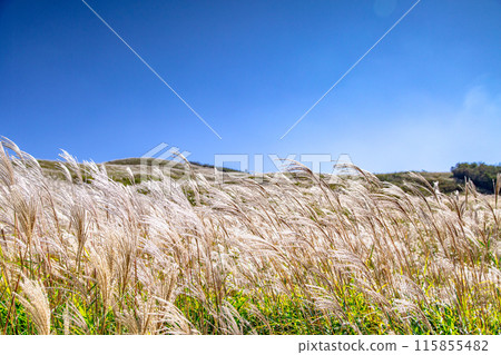 Japanese pampas grass in Shiotsuka Kogen Japanese pampas grass in Shiotsuka Kogen 115855482