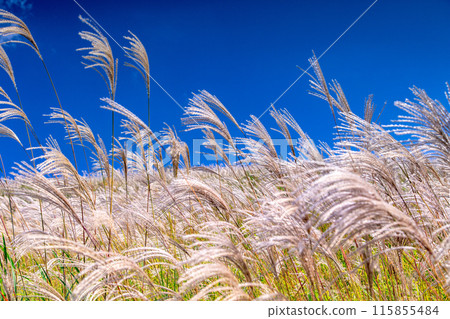 Japanese pampas grass in Shiotsuka Kogen Japanese pampas grass in Shiotsuka Kogen 115855484