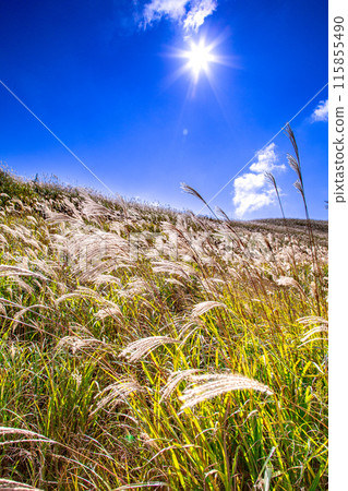 Japanese pampas grass in Shiotsuka Kogen Japanese pampas grass in Shiotsuka Kogen 115855490