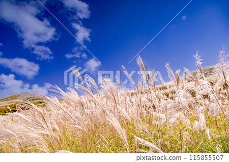 Japanese pampas grass in Shiotsuka Kogen Japanese pampas grass in Shiotsuka Kogen 115855507