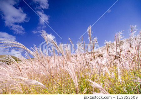 Japanese pampas grass in Shiotsuka Kogen Japanese pampas grass in Shiotsuka Kogen 115855509