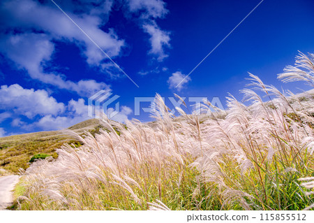Japanese pampas grass in Shiotsuka Kogen Japanese pampas grass in Shiotsuka Kogen 115855512