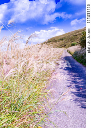 Japanese pampas grass in Shiotsuka Kogen Japanese pampas grass in Shiotsuka Kogen 115855516
