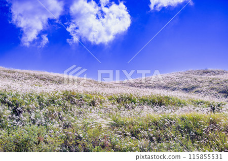 Japanese pampas grass in Shiotsuka Kogen Japanese pampas grass in Shiotsuka Kogen 115855531