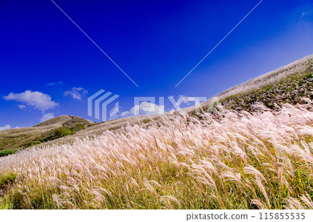 Japanese pampas grass in Shiotsuka Kogen Japanese pampas grass in Shiotsuka Kogen 115855535