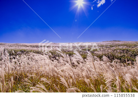 Japanese pampas grass in Shiotsuka Kogen Japanese pampas grass in Shiotsuka Kogen 115855538